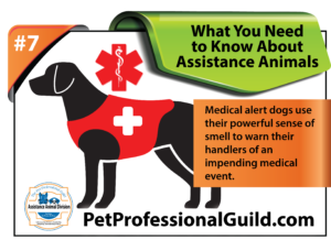 Graphic of a dog in a a vest with a medical symbol.