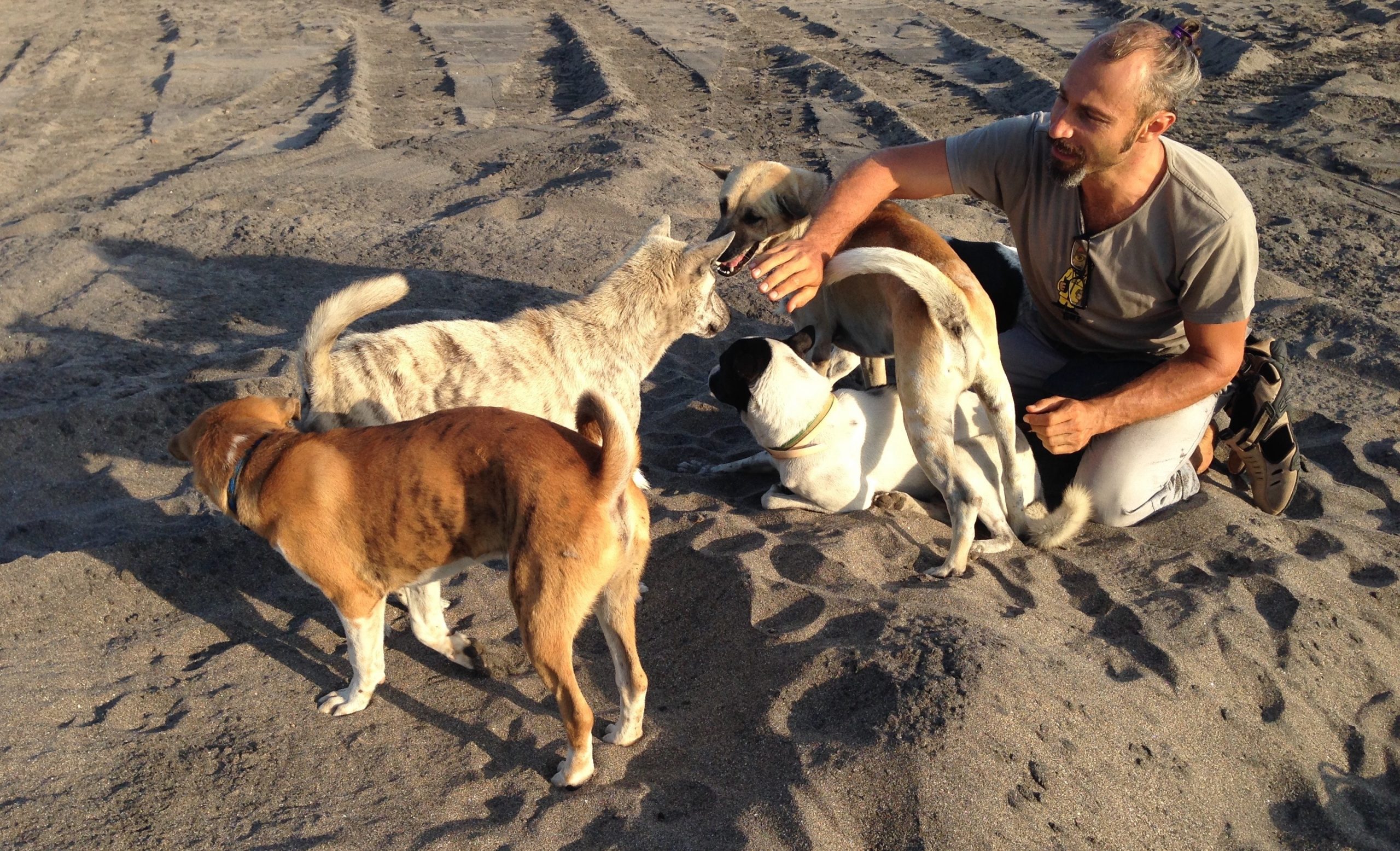 Marco Adda and the free-ranging dogs of Bali