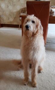 Over-excited Labradoodle