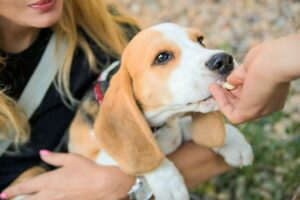 Beagle Puppy Getting a Treat