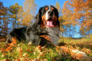 Bernese mountain dog fall autumn