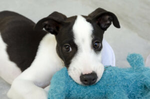 Black and white puppy with blue toy csp35857525