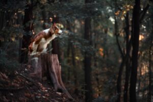 Border collie sitting on tree stump