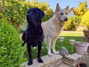 Fearful rescue dog and brother