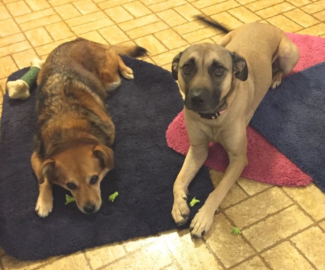 Dogs Summer and Clara have determined that broccoli is not reinforcing and might be aversive.