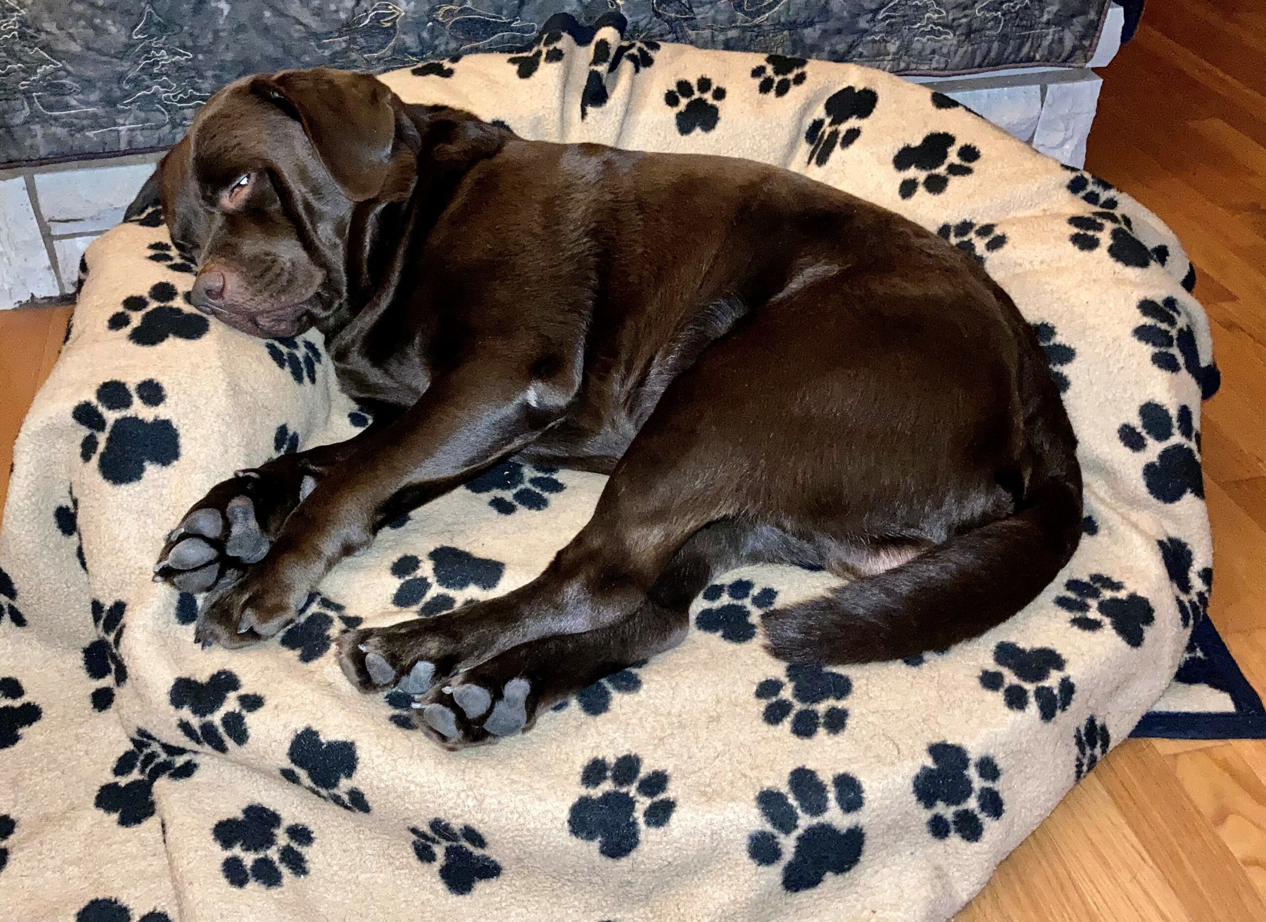 Chocolate lab, Bruno, sleeping on his dog bed.