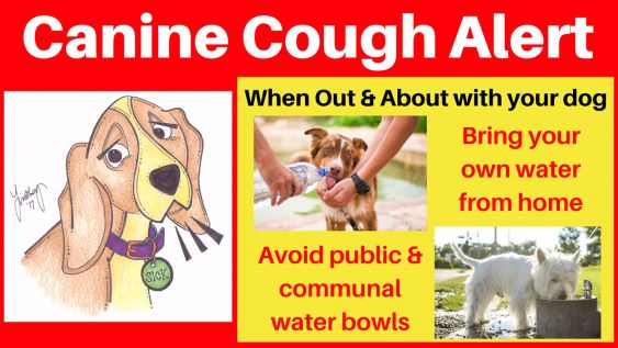 Drawing of a sad dog, two photos of dogs, two written tips for preventing the spread of canine cough