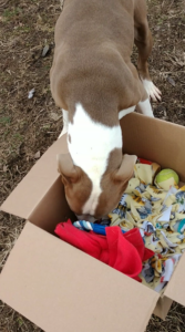 Shelter dog enrichment box