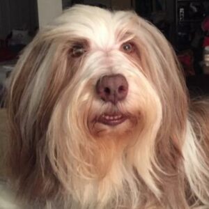 fearful bearded collie dog