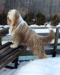 fearful bearded collie