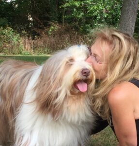 fearful bearded collie dog