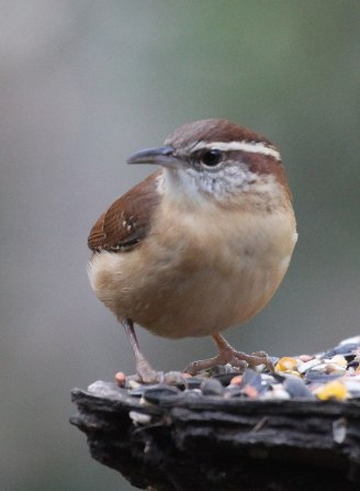 carolina wren closeup