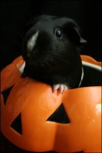 Halloween can be enjoyed by all pets. Photo: Emily Cassell