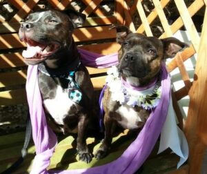 staffordshire bull terrier dog married