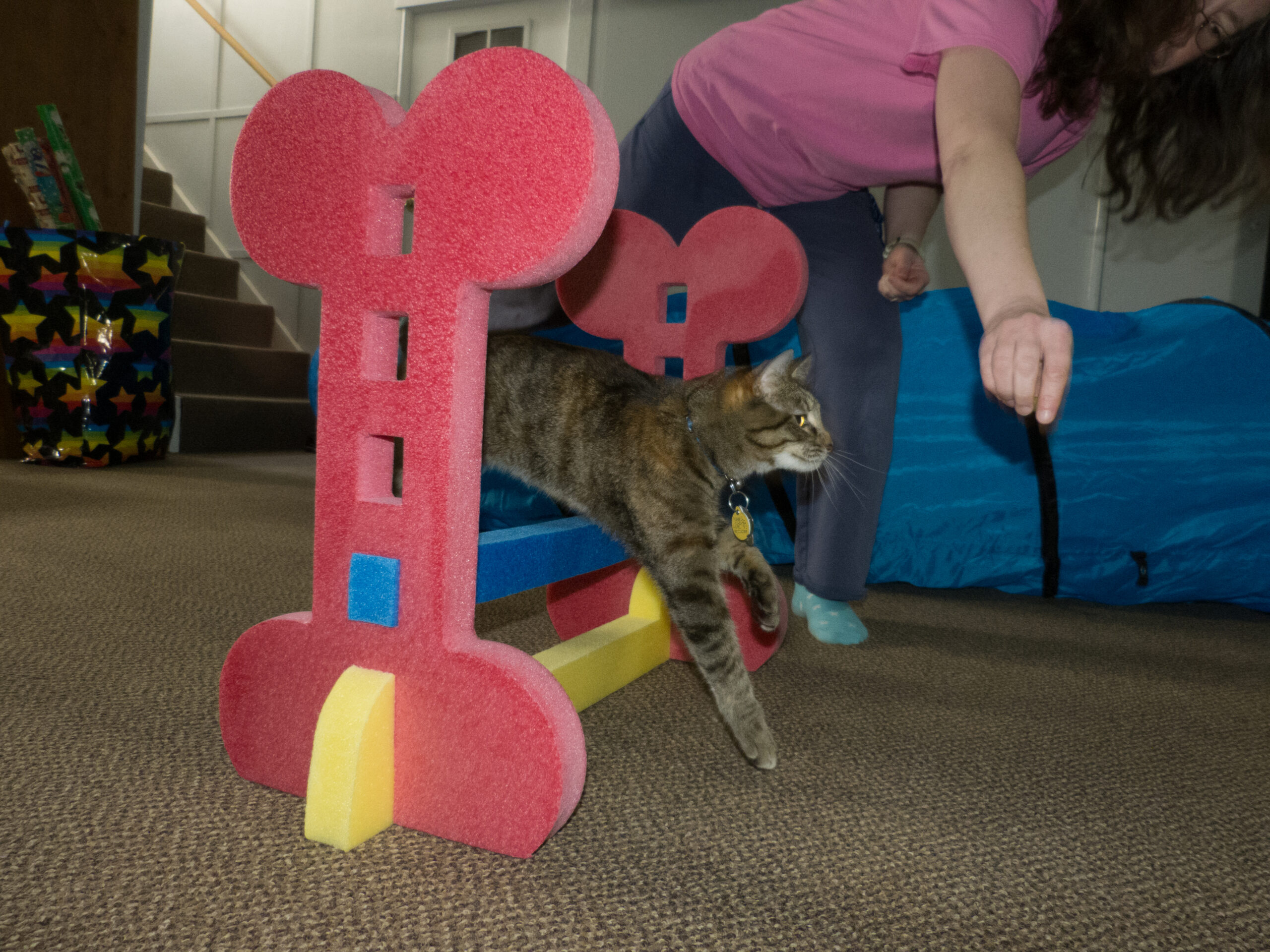 A cat being lured to jump over an agility hurdle.