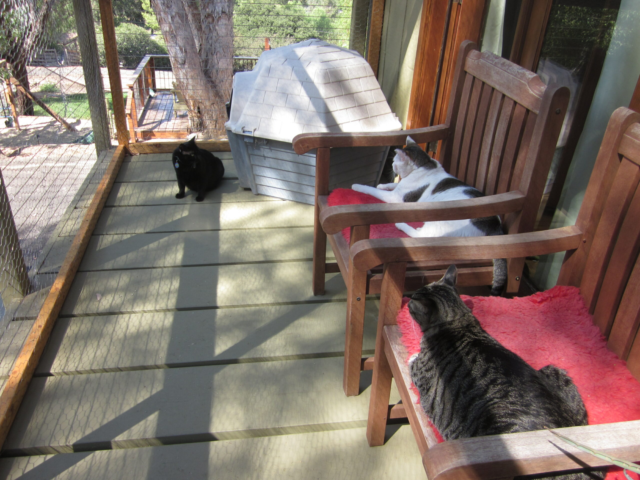 A "catio" is a good way to keep cats safe while giving them limited outdoor access