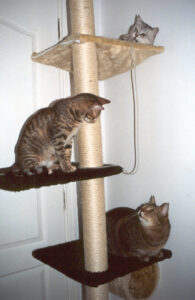Cats can easily be trained to scratch in appropriate  places, such as this cat tree. Photo: Susan Nilson