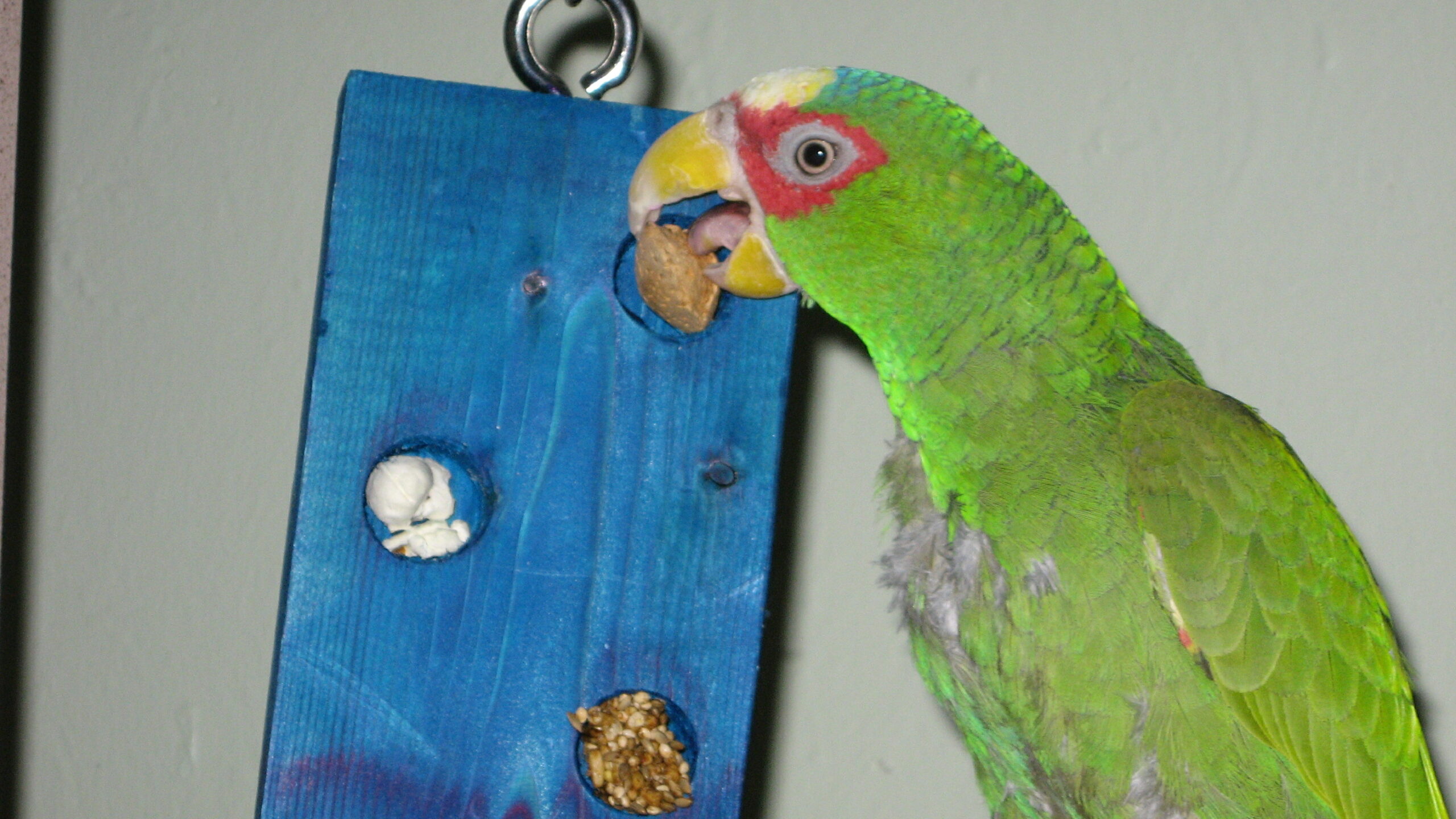 Green parrot with food puzzle toy