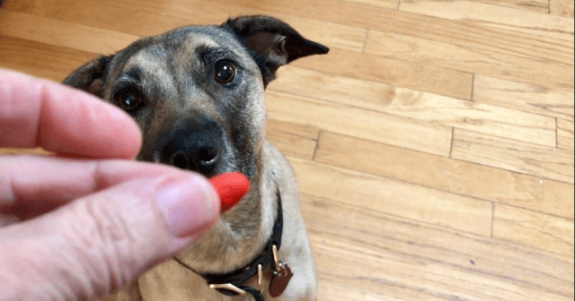 Clara, a sandy colored dog with a black face, is trained to swallow a pill