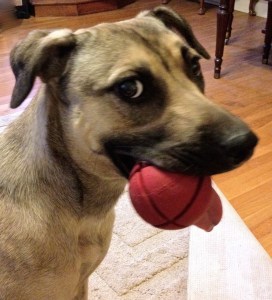 A tan dog with a black muzzle is holding a red ball in her mouth. Her tongue is hanging out beside it. She is looking sideways towards the person with the camera