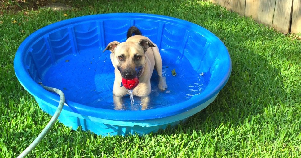 Clara's pool provides enrichment she can choose when she wants