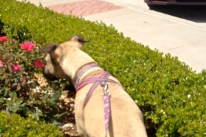 Clara stops to smell the roses