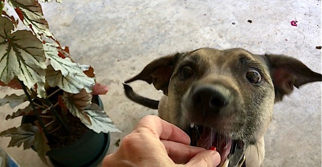 sandy colored dog with black face opens her mouth to take a pill