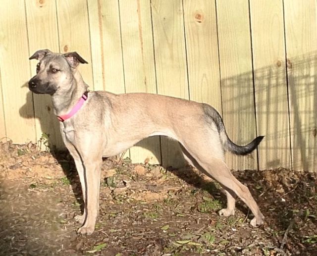 Clara, a tan dog with a black muzzle and tail, stands with her hind legs slightly stretched back. She is standing in front of a wooden fence and gazing into the distance.