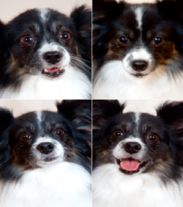 In this series of photos Papillon Bella, is  showing an array of overt and subtle facial  expressions that convey her emotions. Clockwise from top left: fear, confidence, joy, anger. Photos of Bella by Preval Photography