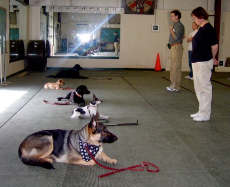 dogs in an obedience club lying down, except for a small terrier who isn't lying all the way down