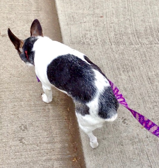 small black and white dog pulling on leash