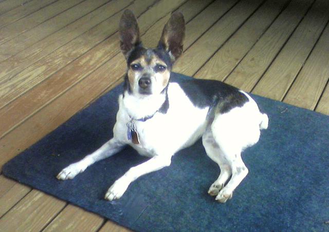 tri-color rat terrier with big ears lying on a blue mat