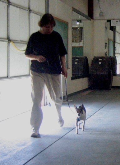 rat terrier at a dog obedience club heeling on leash