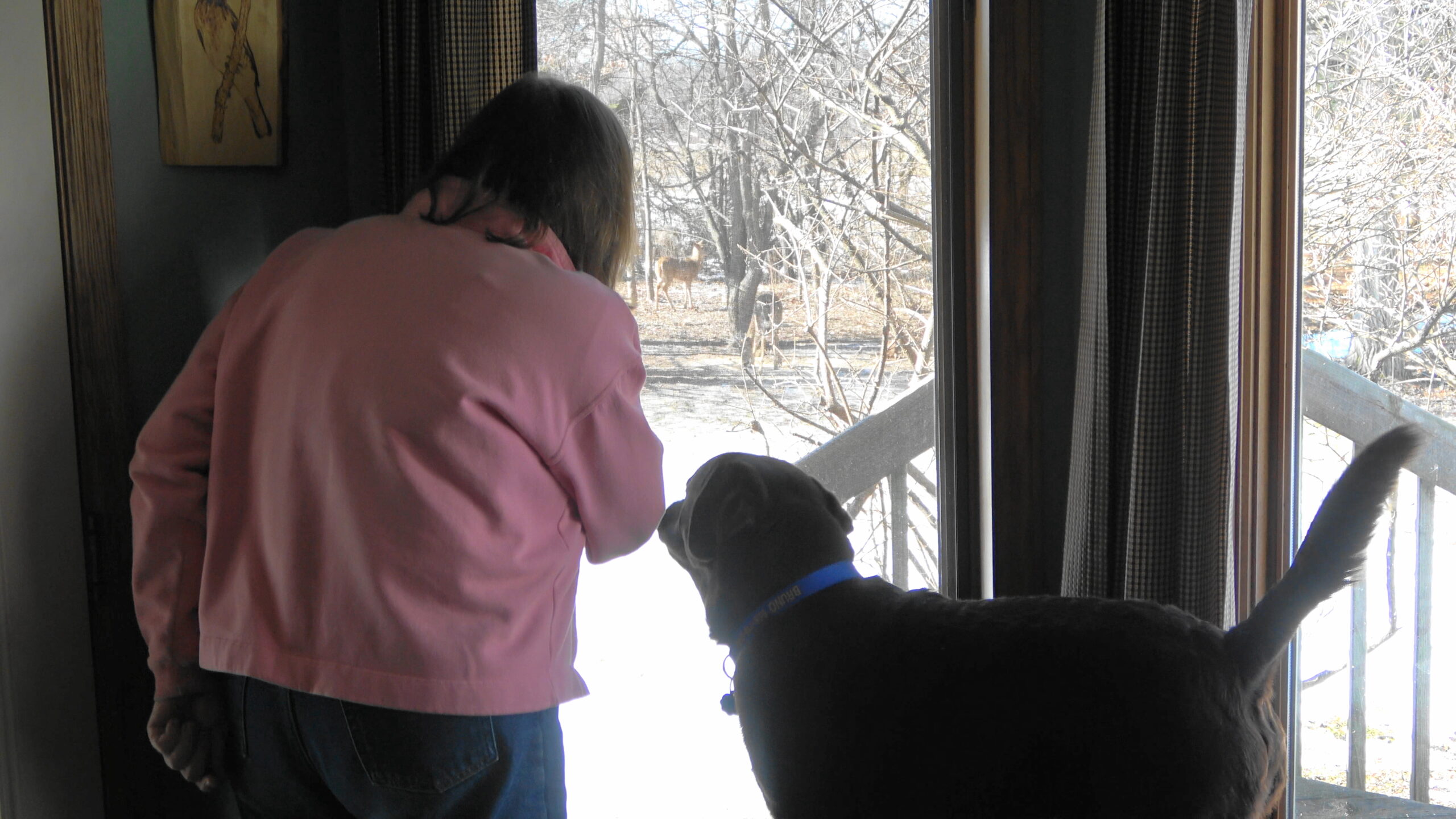 Woman and dog looking out the window at deer in the distance