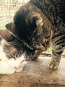 Initially, Dimples (left, pictured with new friend Scout) was  not social with  other cats
