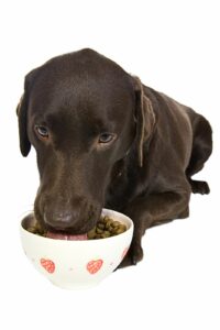 Dog guarding food bowl