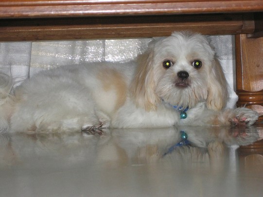 Frightened white and cream colored dog under table
