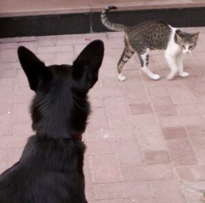 Cats often communicate through the use of the position and motion of the tail - this young cat is demonstrating her uncertainty in the presence of the dog