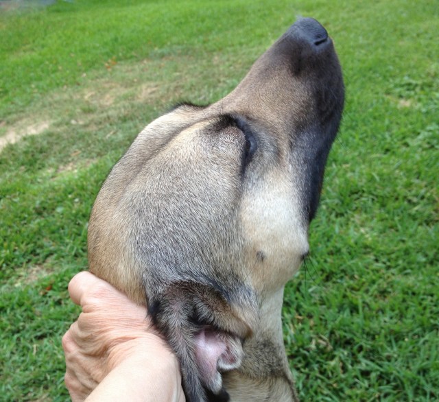 closeup of the head of a sandy-colored dog with a black muzzle. A woman's hand is on the dog.