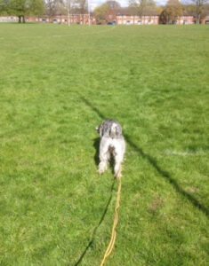 Ellie working her way through the scent track