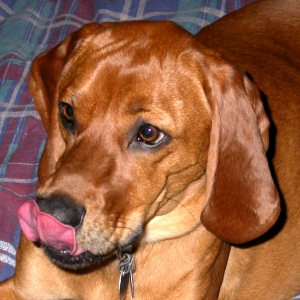stressed dog tongue flick