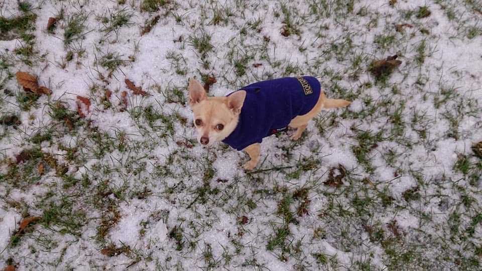 Chihuahua-Jack Russell terrier cross osteoarthritis