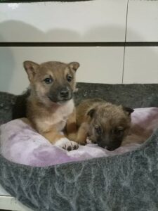 Two rescued puppies snuggled in a dog bed.