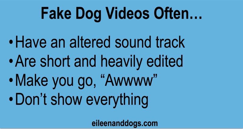 Text: Fake Dog Videos Often 1) Have an altered sound track; 2) Are short and heavily edited; 3) Make you go, "Awwww"; 4) Don't show everything