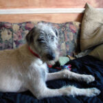 An Irish wolfhound puppy