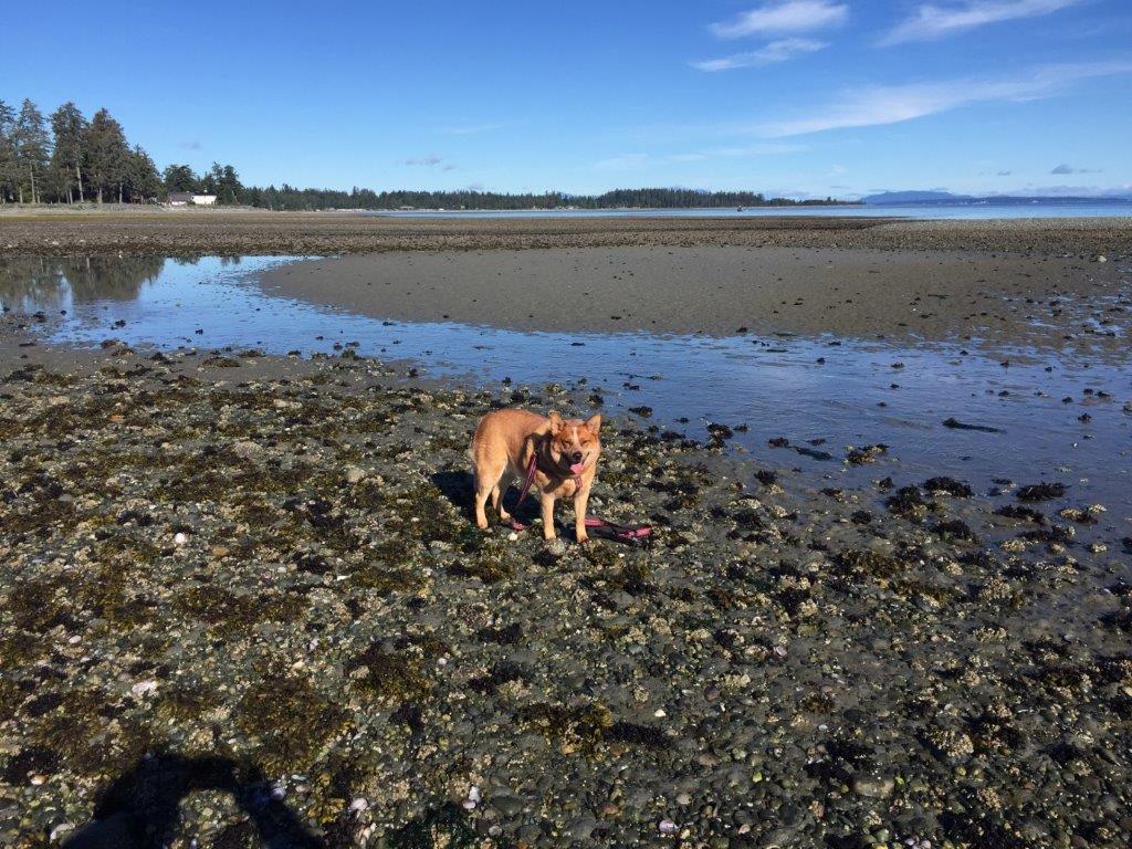 Dog standing by the sea in MIracle Beach, BC