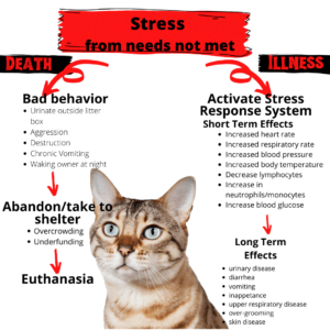 cats stress