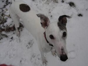 Greyhound Kharma loved the snow