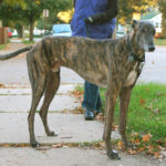 Bred for great bursts of speed, greyhounds also make surprisingly good pets. Some are now being trained as service dogs to veterans.