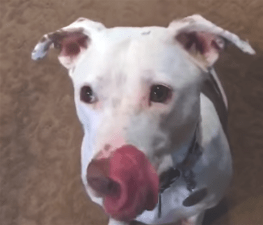 Hazel licks her chops when she sees the nail file